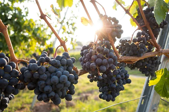 Everything You Should Know About Carménère Wine