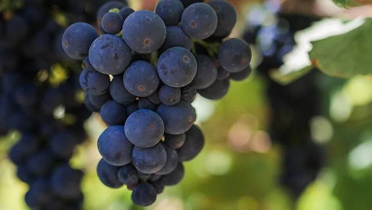 Everything You Need to Know About Zinfandel Wine