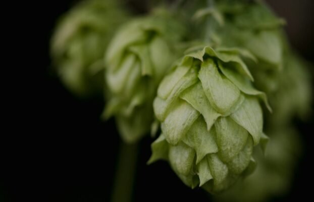 What Are Hops? Beermaking 101
