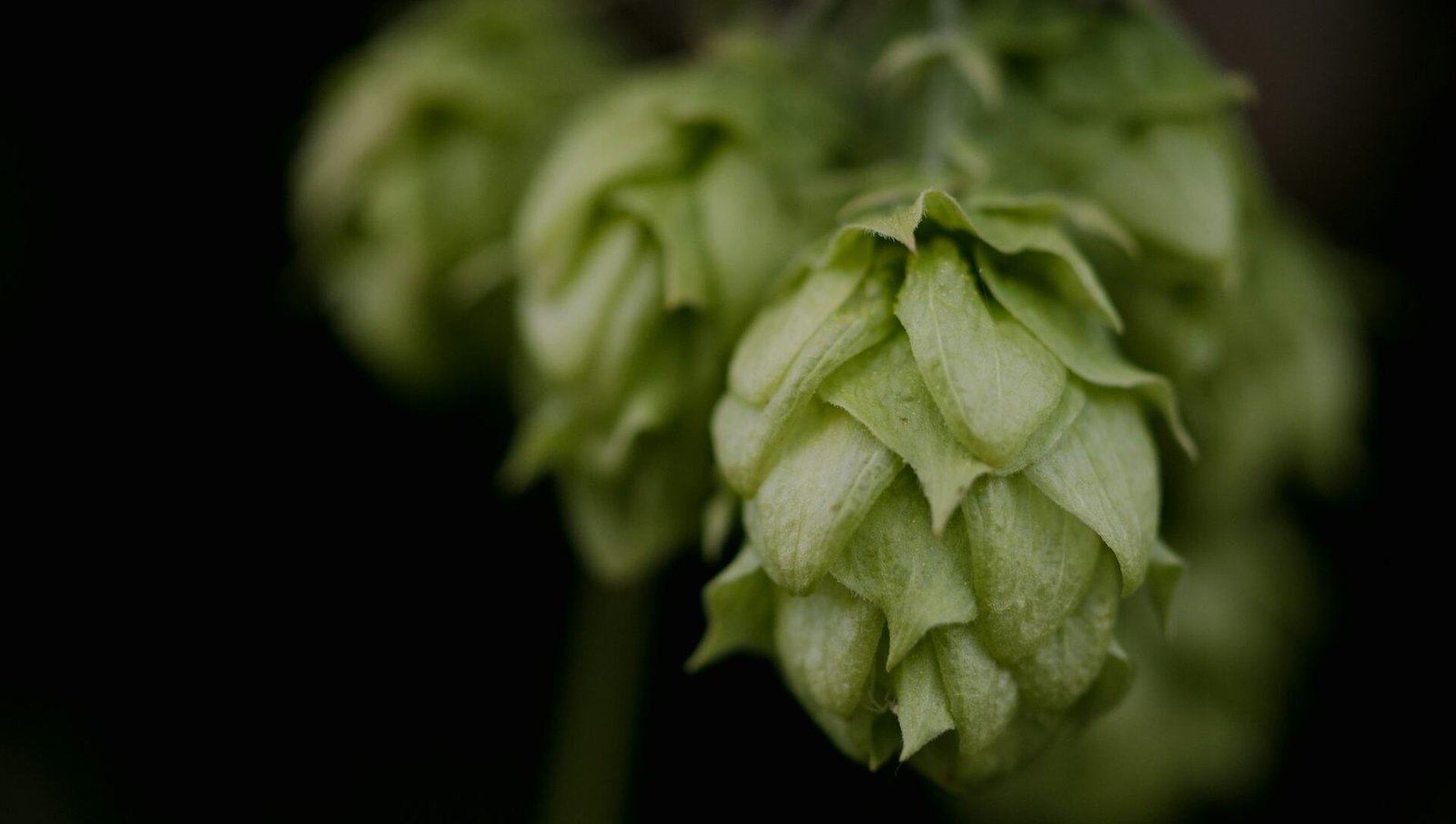 What Are Hops? Beermaking 101