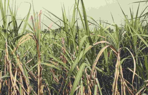 Rhum Agricole: A Guide For Beverage Professionals