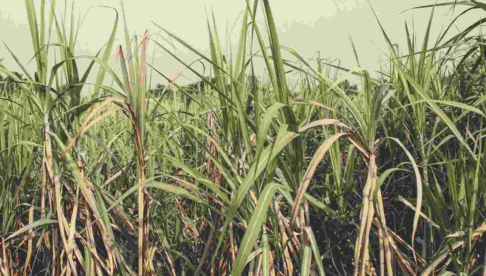 Rhum Agricole: A Guide For Beverage Professionals