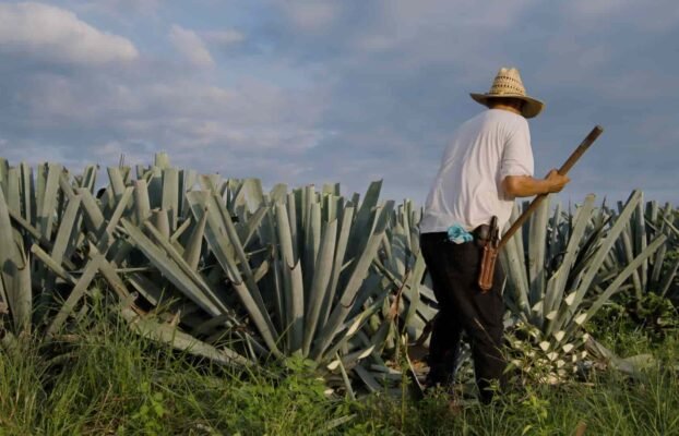 What Is Tequila? A Complete Guide For Beverage Professionals