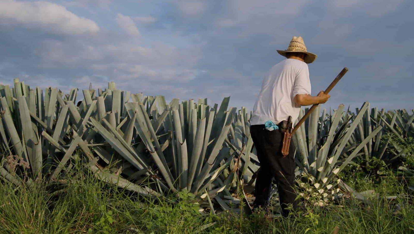 What Is Tequila? A Complete Guide For Beverage Professionals