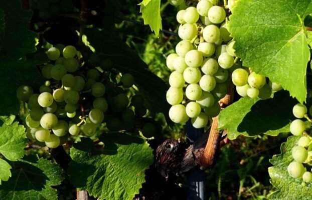 Riesling: A Complete Guide to Styles, Regions and Food Pairing