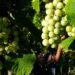 Riesling