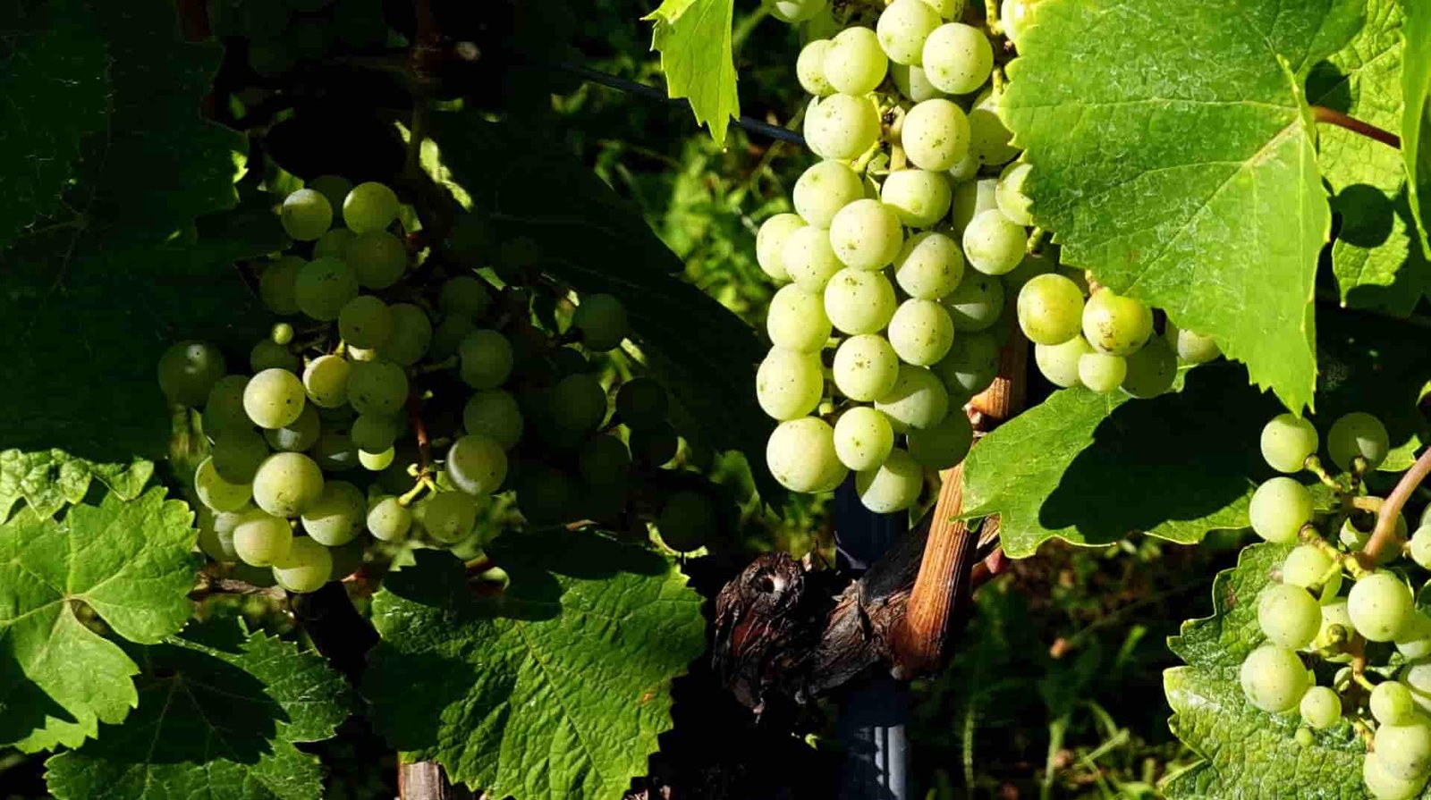 Riesling: A Complete Guide to Styles, Regions and Food Pairing