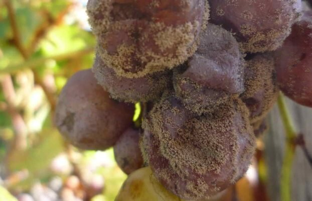 What Is Botrytis? Understanding Noble Rot in Wine
