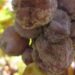 botrytis, noble rot