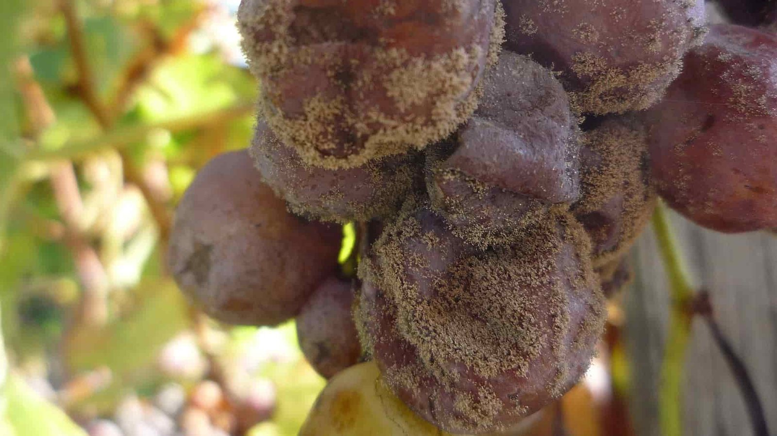What Is Botrytis? Understanding Noble Rot in Wine