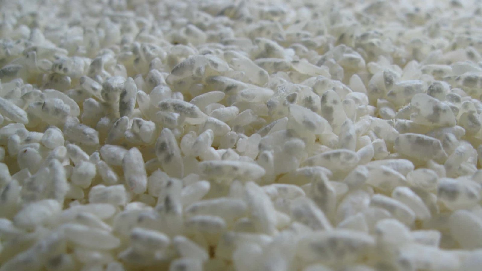 Sake 101: What is Koji?